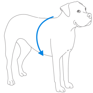 how-to-fit-petsafe-sure-fit-harness-proper-fit-illustration