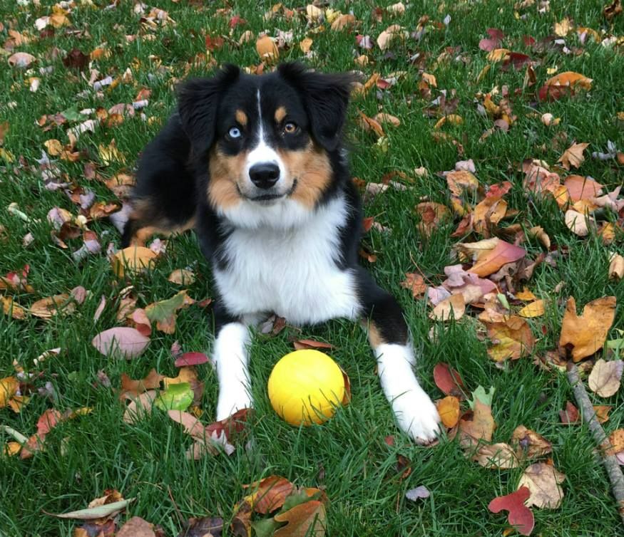 Australian shepherd puppy plays with a ball in his yard with an invisible fence