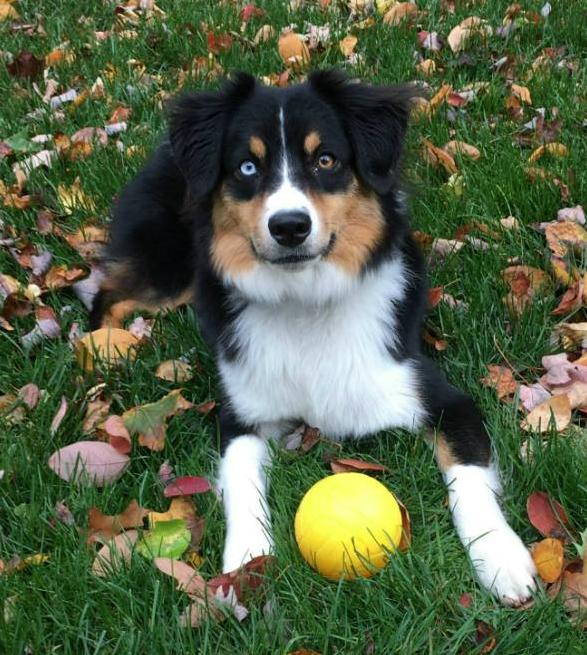 Australian shepherd puppy plays with a ball in his yard with an invisible fence