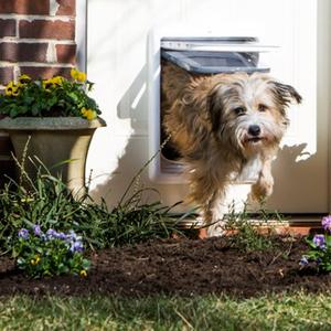 Safety Indoors and Out with Pet Doors & Wireless Containment