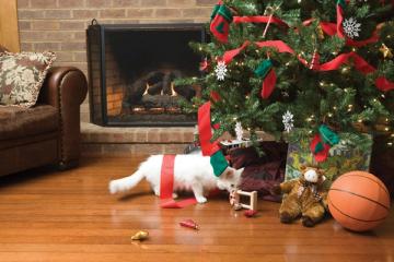 cat sniffing Christmas gifts