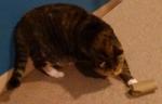 cardboard roll cat toy
