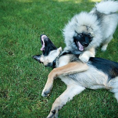 rough play between dogs and puppies
