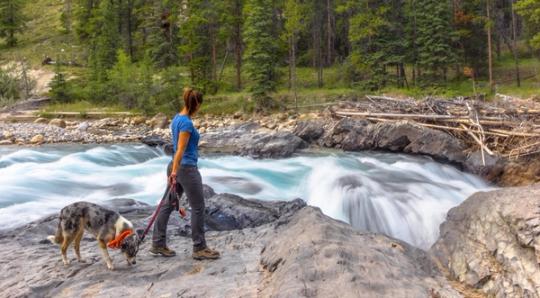 10 Best Summer Vacations For Dogs