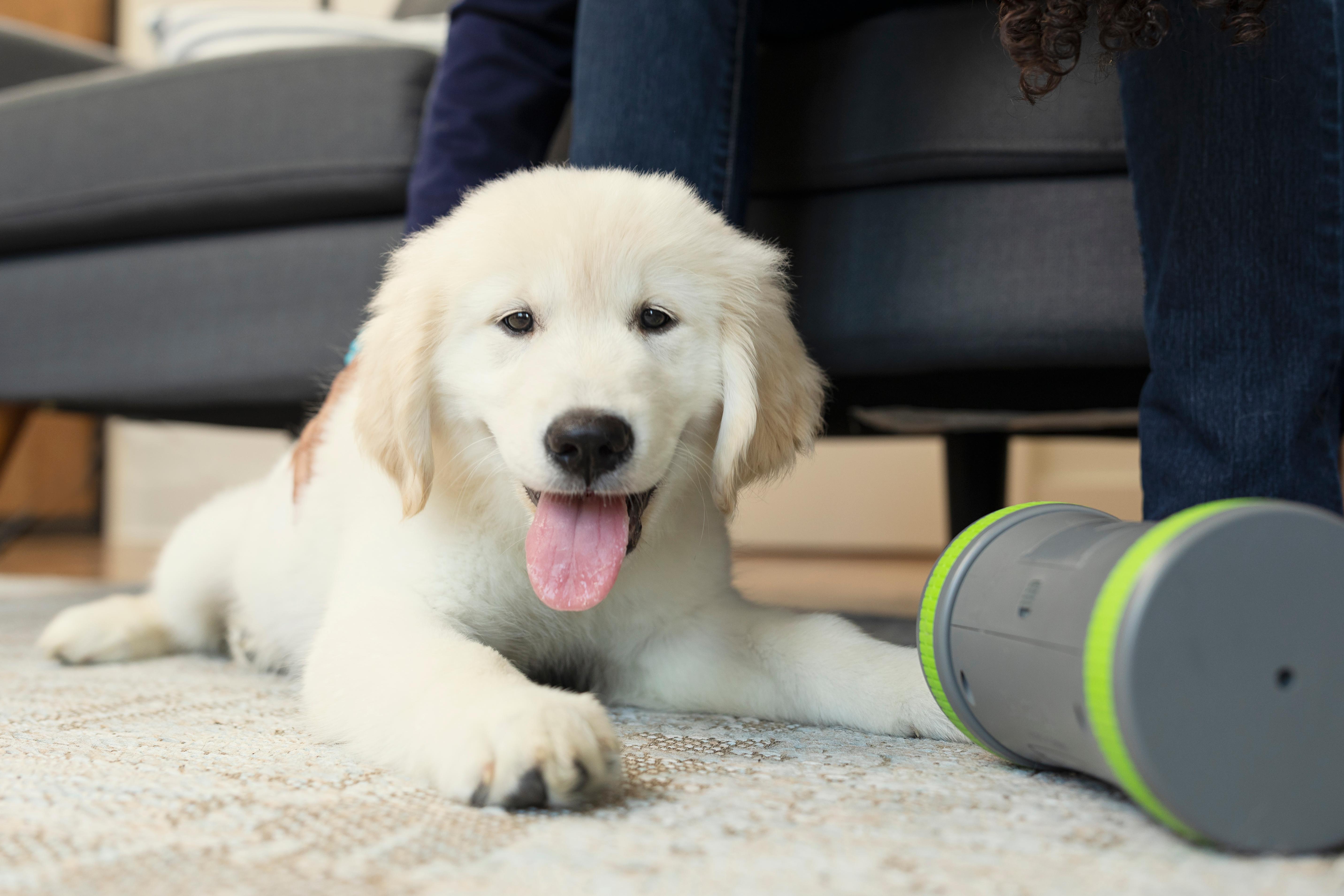 Dog Obedience Training Equipment PetSafe®