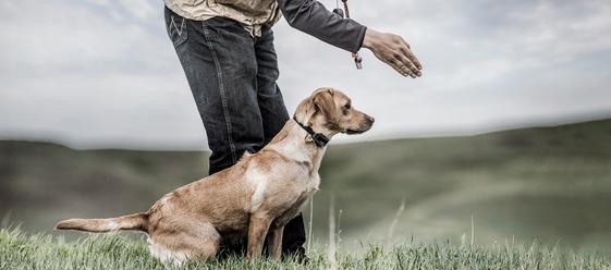 Trainer with lab wearing SportDOG E-Collar