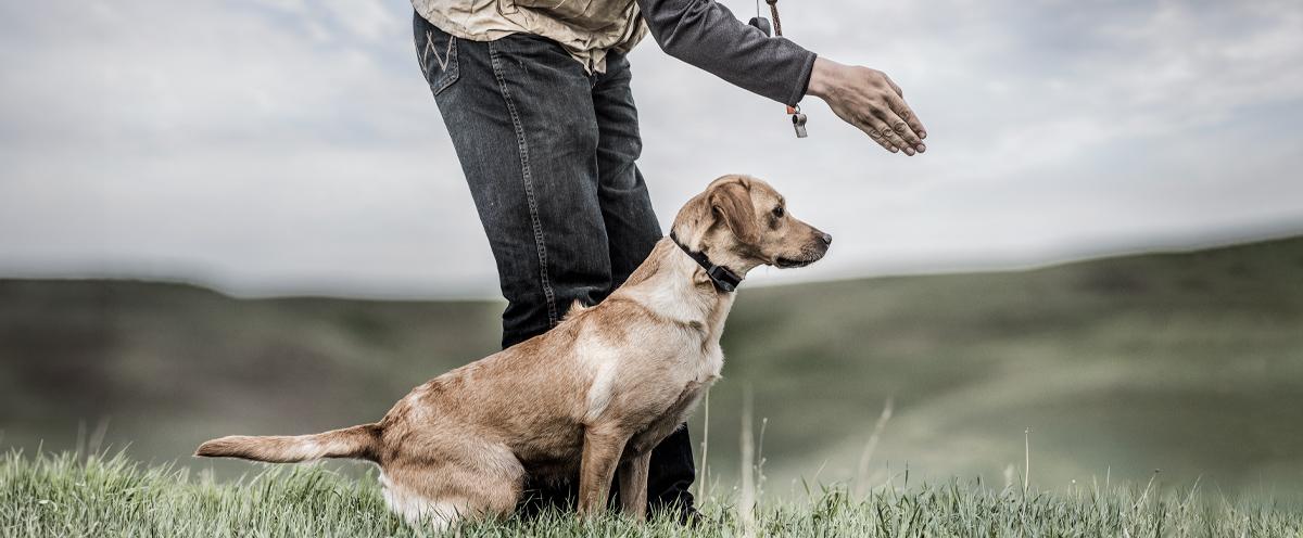 of leash yellow lab sitting next to her trainer eager to go retrieve what the trainer is pointing her to. 