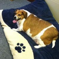overweight dog