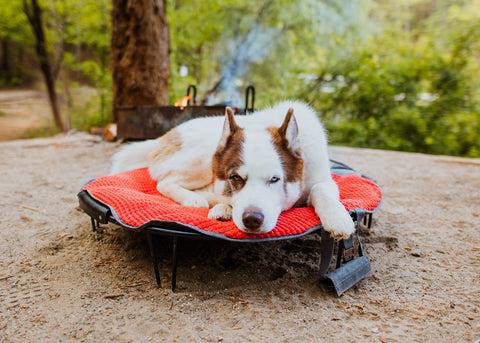 A white and orange husky mix laying on the elevated TaGo Bed in front of a fire.