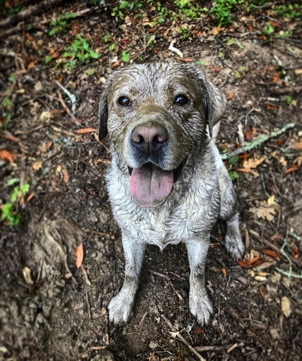 Huckleberry