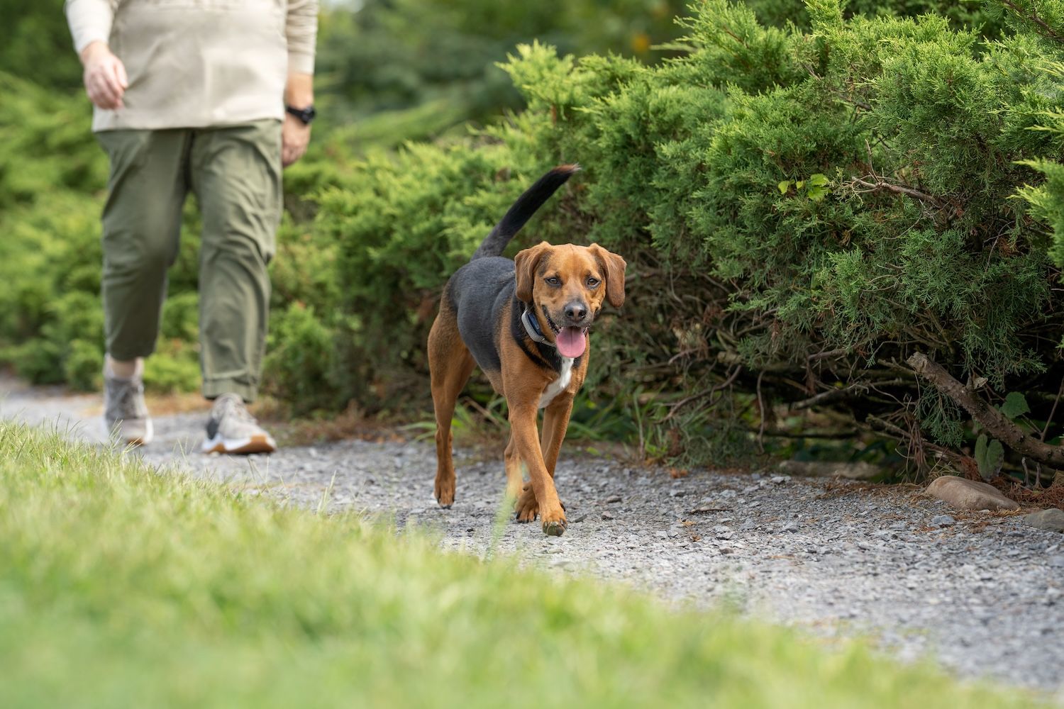 Hound dog walking on path