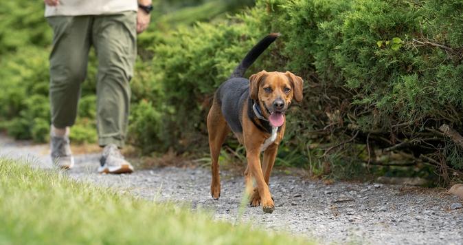 Hound dog walking on path