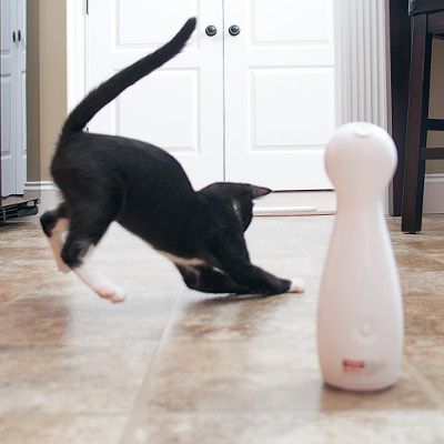 automatic cat toy
