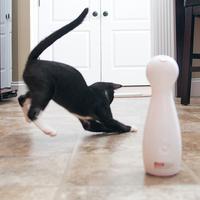 black cat playing