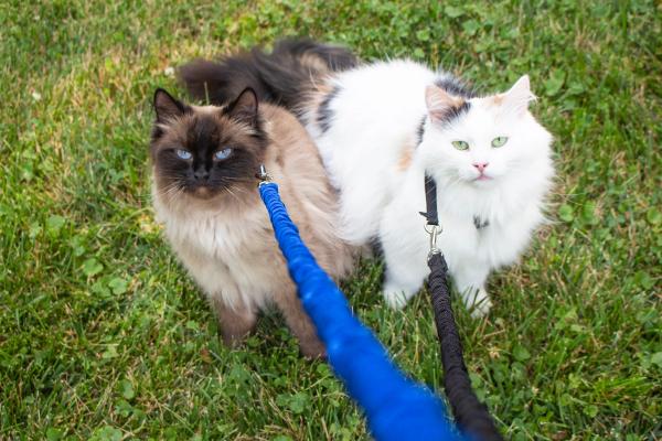 One brown and one white fluffy cat sitting in the grass wearing a blue and black PetSafe Come with Me Kitty Harness respectively. 