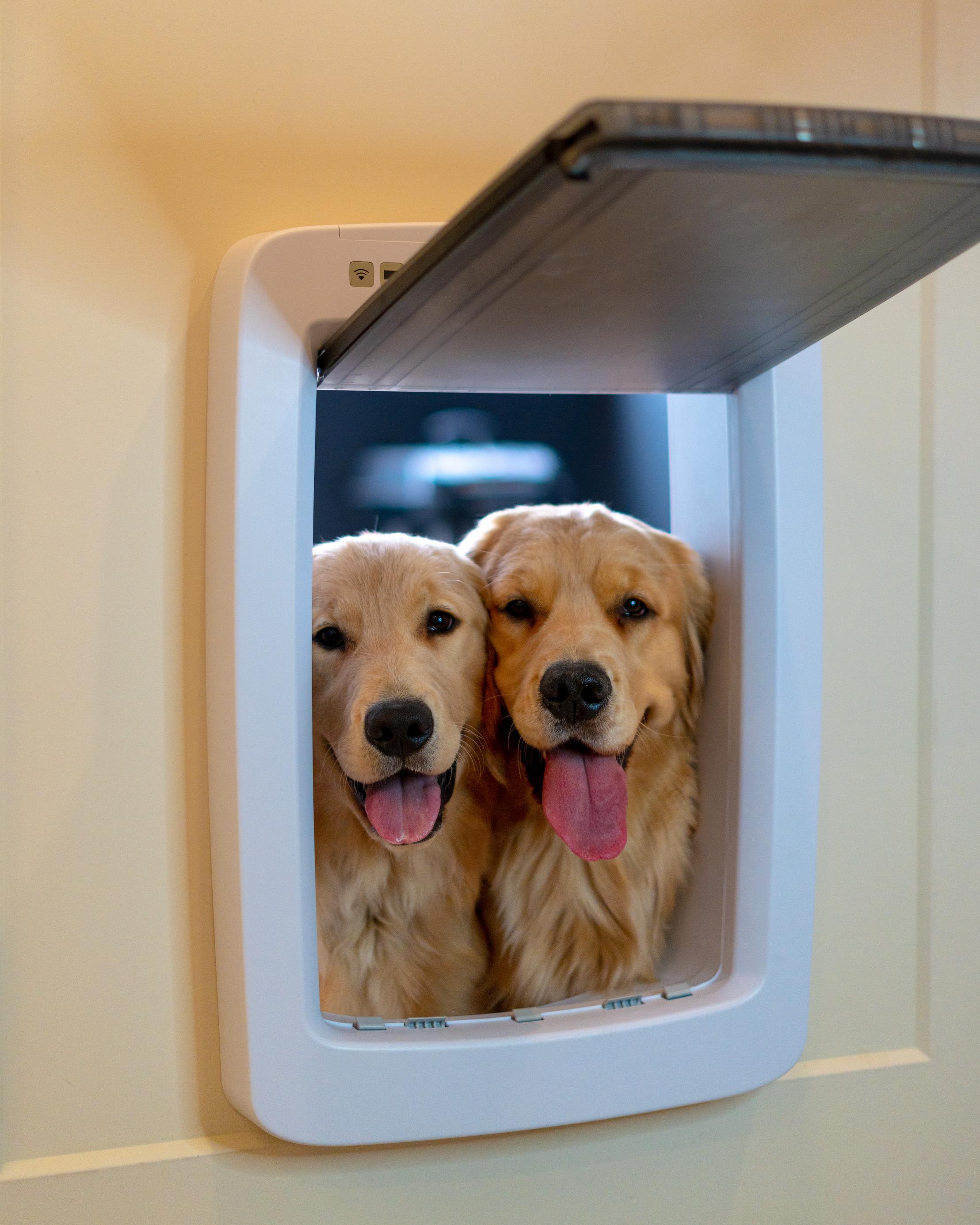 puppers peeping