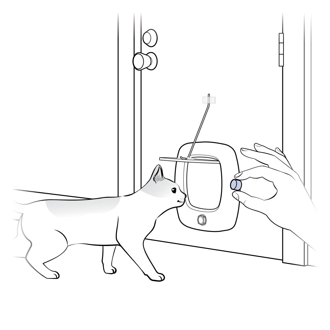 Guide Cat Back Through