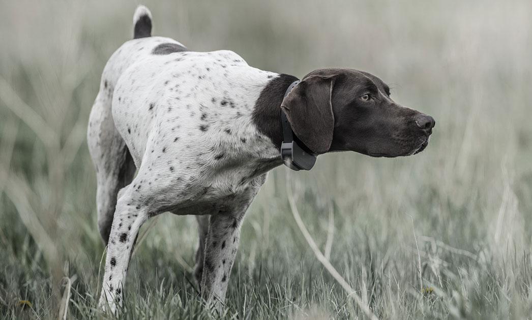 English pointer on point in field