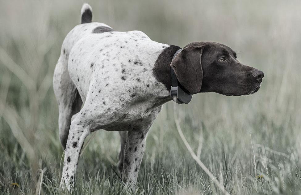 Dog wearing SportHunter 825X