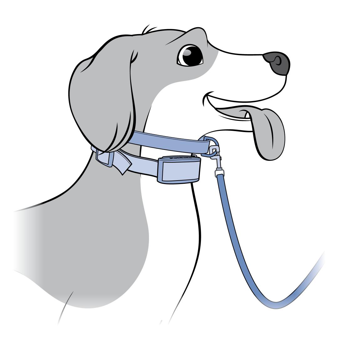 Dog With Additional Collar and Leash