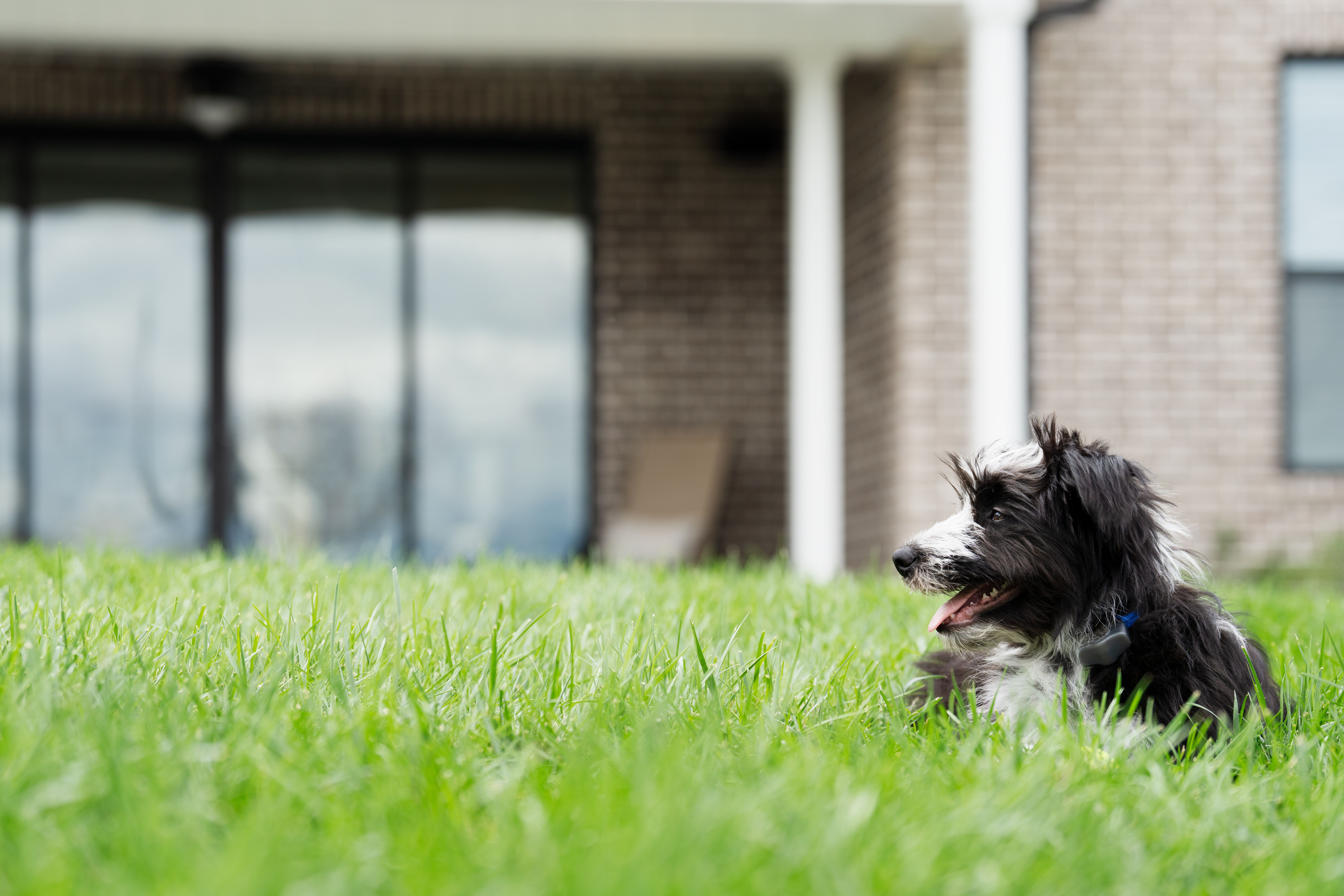 Dog relaxing confidently in yard.