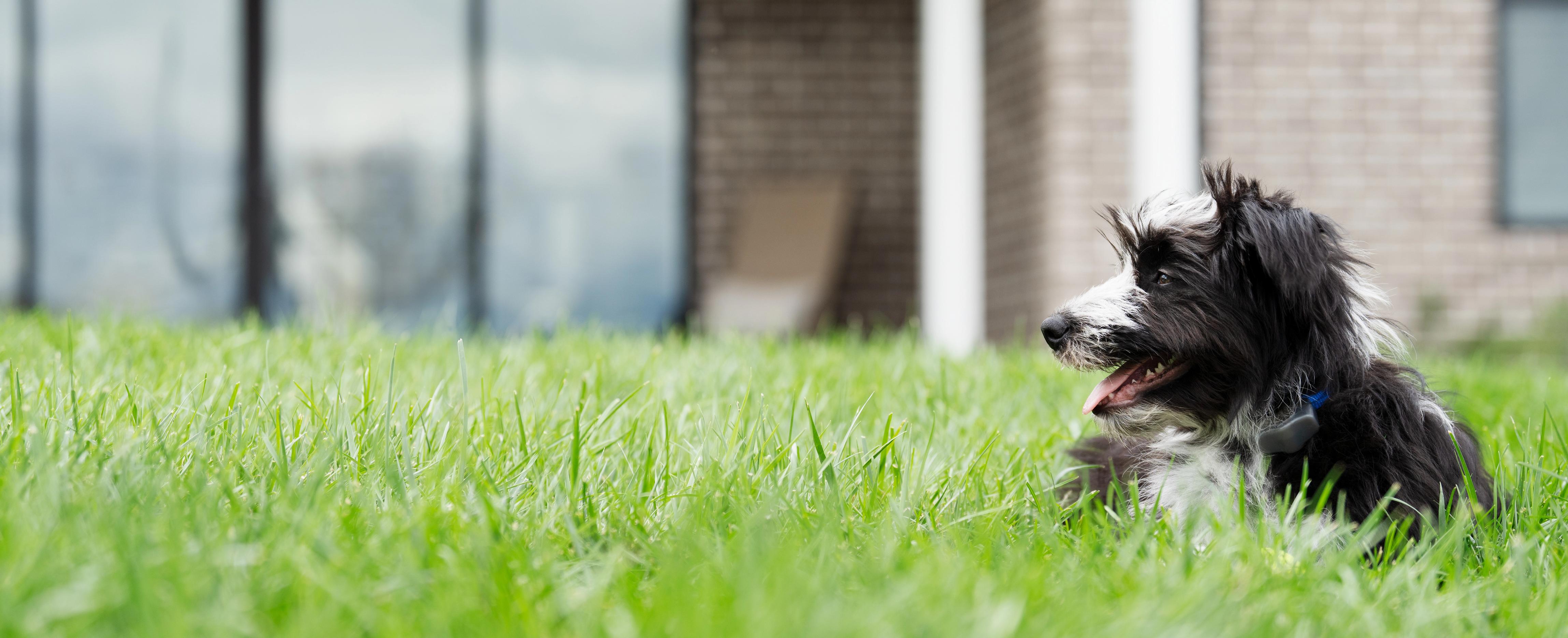 Dog relaxing confidently in yard.