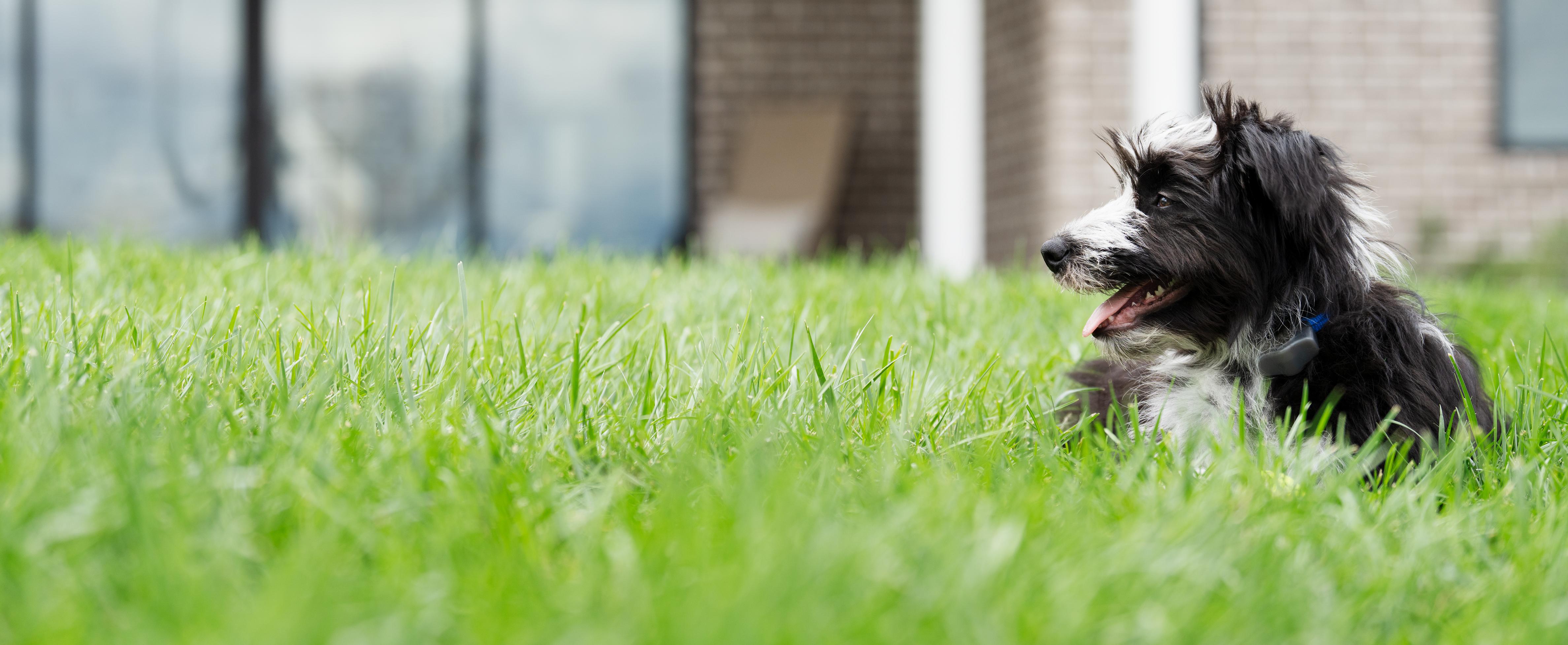 Great dane puppy in invisible fence collar
