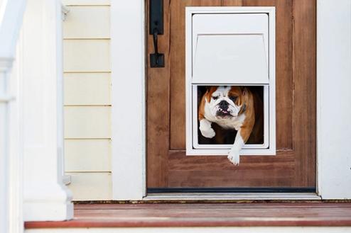 terrier mix stands in yard with invisible fence flags