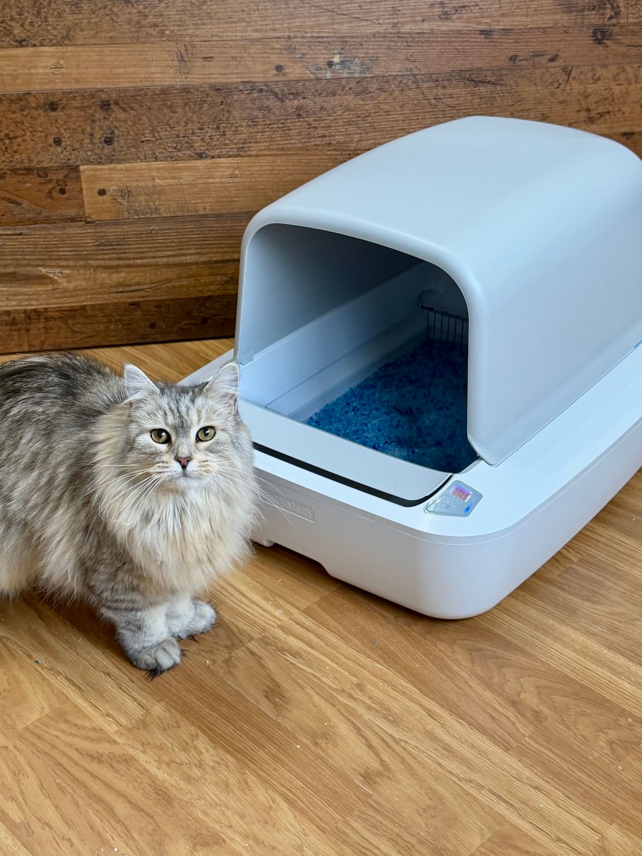 Gray cat standing in front of ScoopFree Crystal Pro litter box