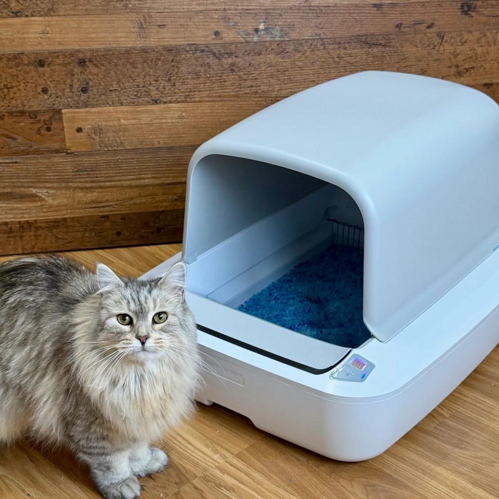 Gray cat standing in front of ScoopFree Crystal Pro litter box