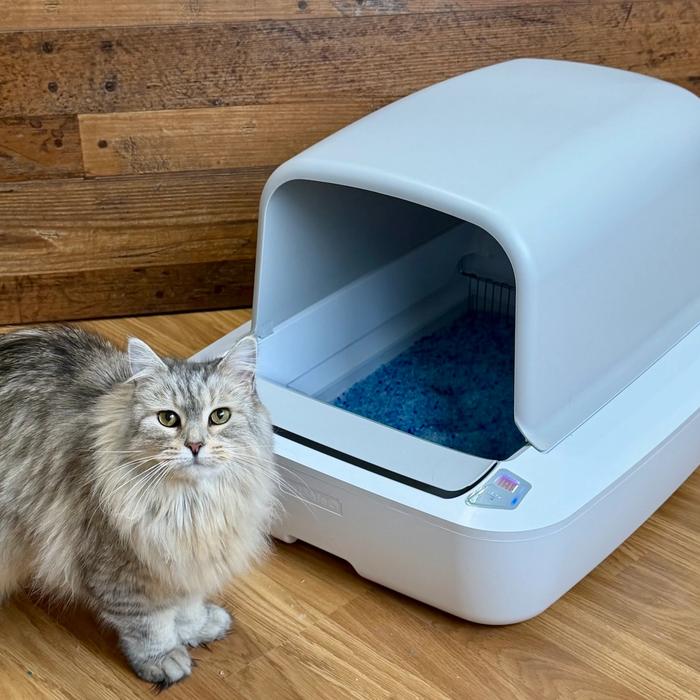 Fluffy gray cat standing outside ScoopFree Pro litter box
