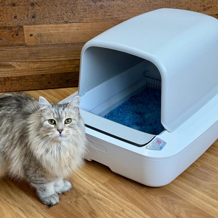 Cat standing next to ScoopFree Crystal Pro self-cleaning litter box