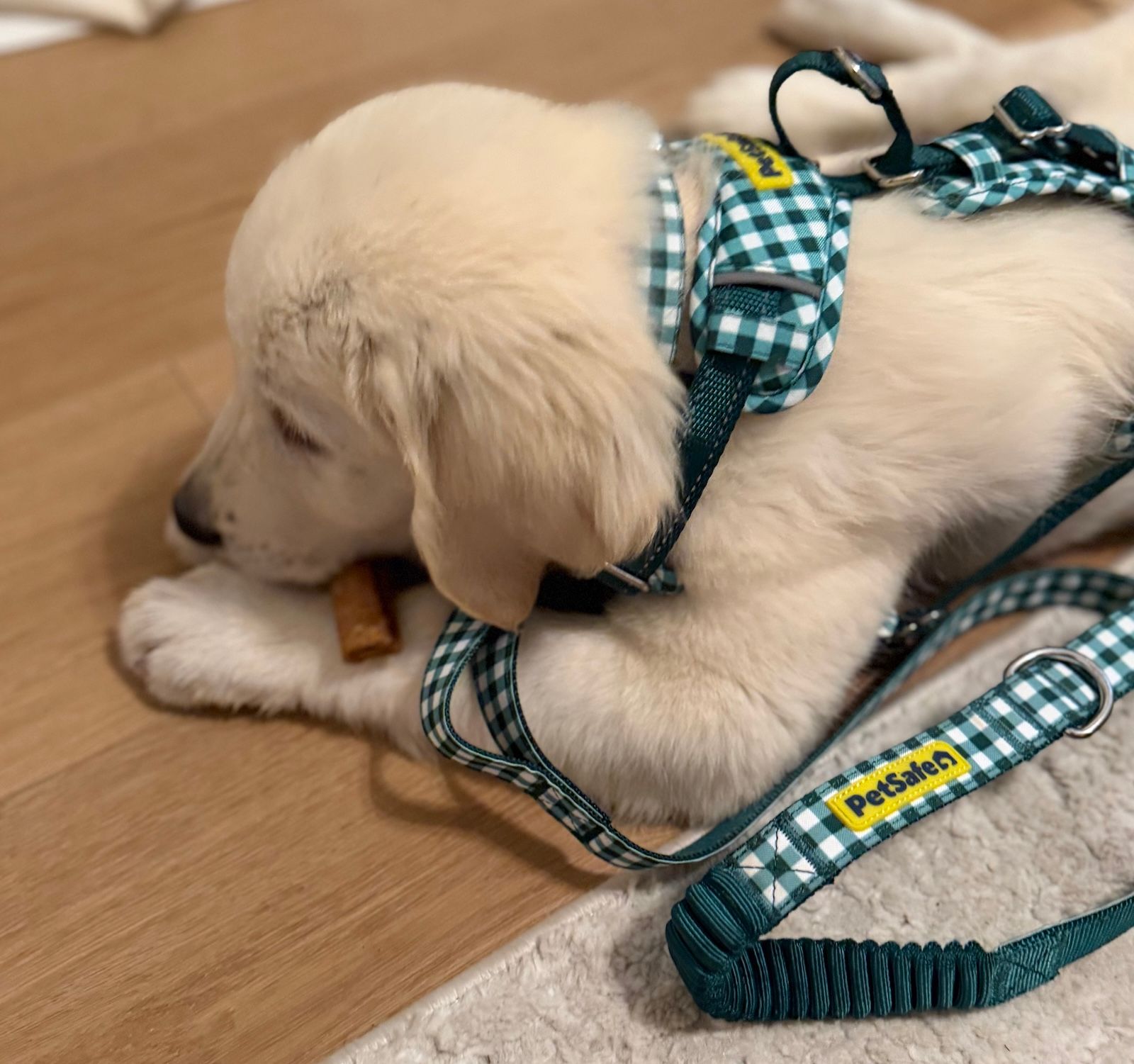 Small retriever puppy wearing gingham Comfort Collar, Harness and Leash 