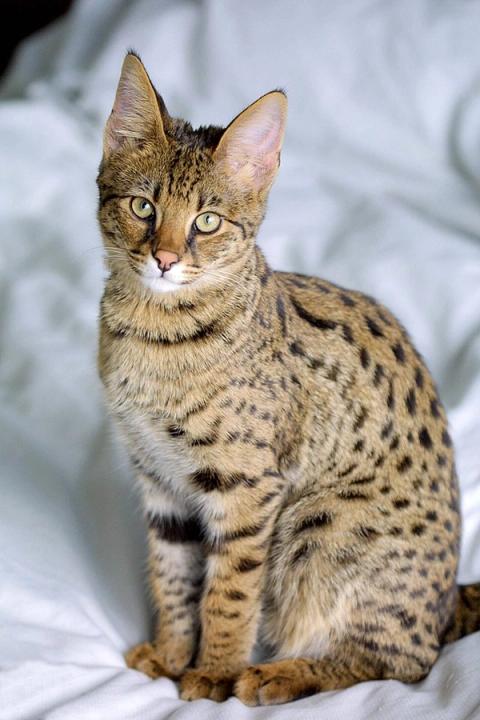 Exotic Cat Breeds: Top 10 Unique Pets for Your Home | PetSafe®