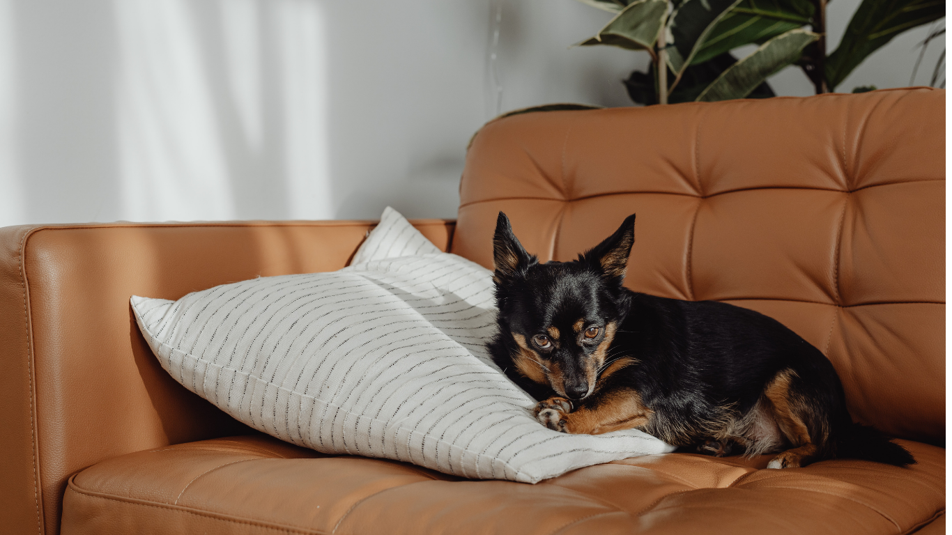 dog sitting on couch with no invisible fence protection