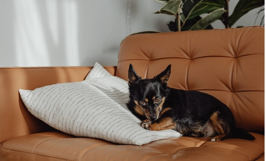 dog sitting on couch with no invisible fence protection