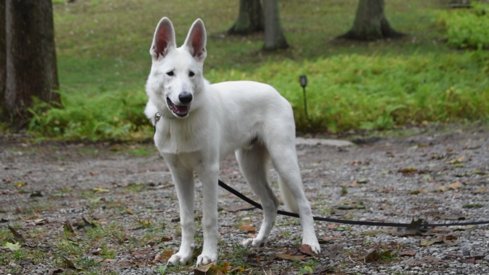 A white German Shepherd on a drag leash stands in the woods, looking intently at something in the foreground.