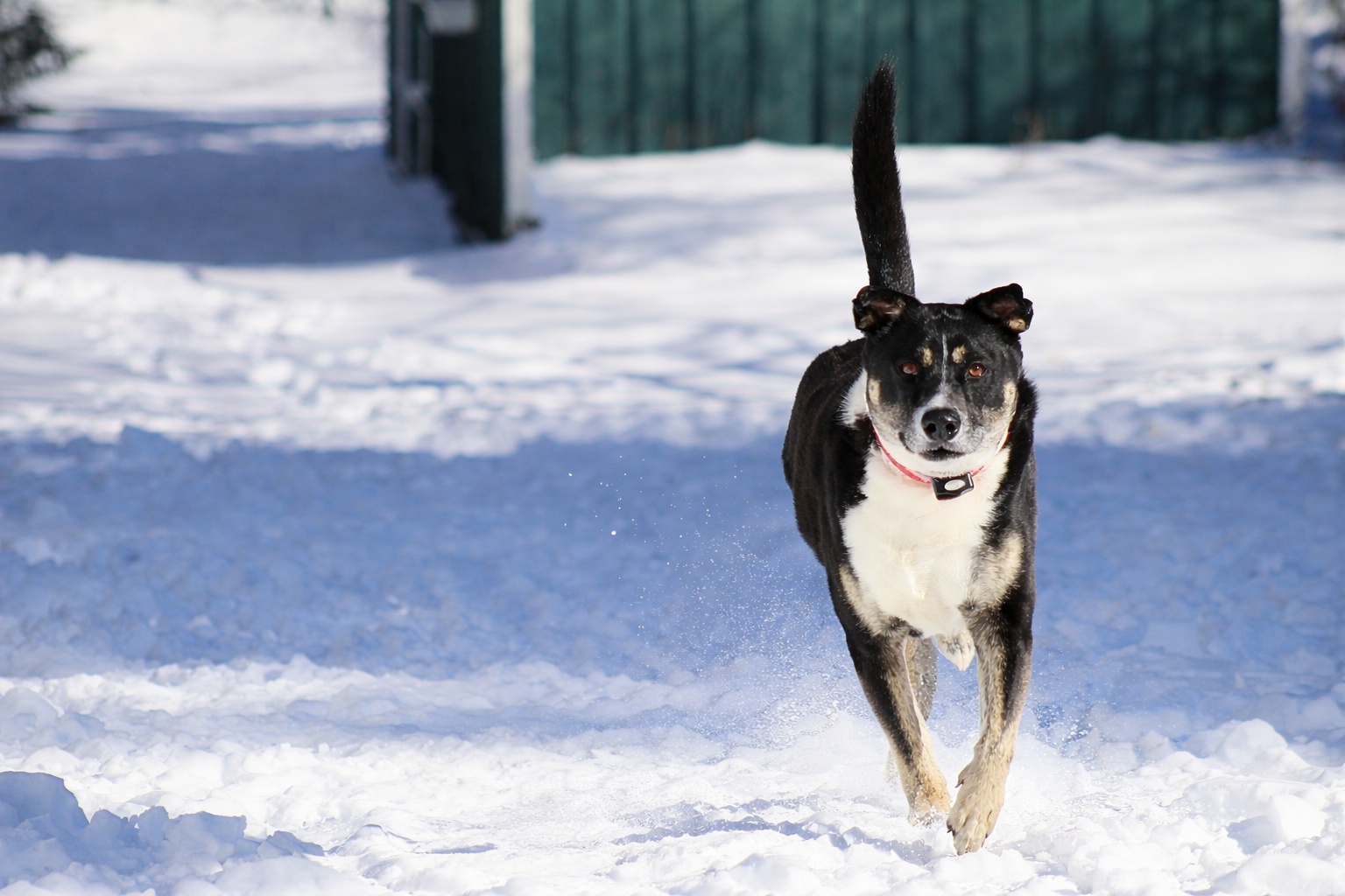dog wears his invisible fence collar in the yard with flags in the foreground