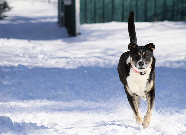 dog wears his invisible fence collar in the yard with flags in the foreground