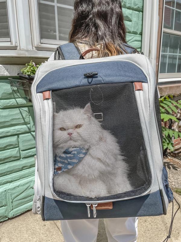 White fluffy cat sitting in the PetSafe Happy Ride Backpack Carrier while owner is walking in front of house.