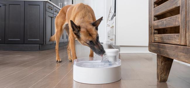 Belgian Malinois dog drinking from Outlast Pet Fountain