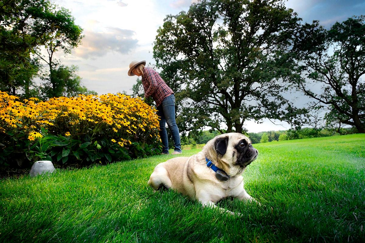 a woman enjoys gardening as her beloved pug stands guard