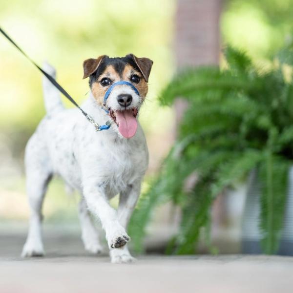 Jack Russell Terrier dog wearing GentleLeader Headcollar