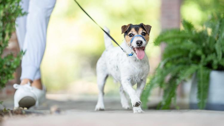 Jack Russell Terrier dog wearing GentleLeader Headcollar