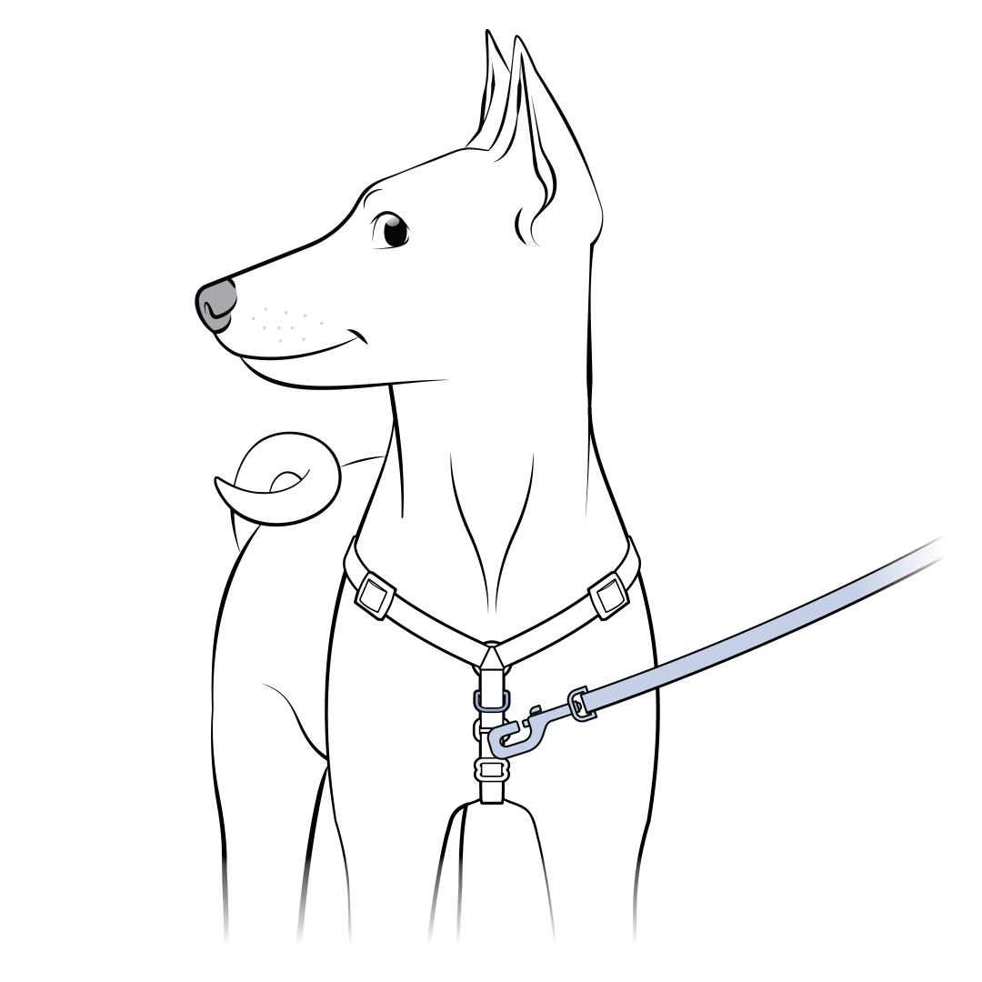 Attach the Leash to the Chest D-Ring On Dog