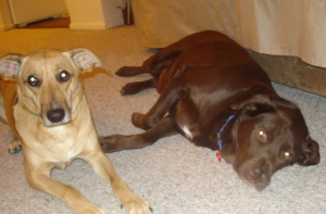It didn’t take long to train this chocolate lab mix, Joey, to be polite with other dogs.