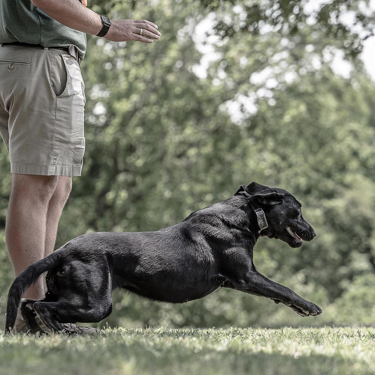 black lab being released for retrieve