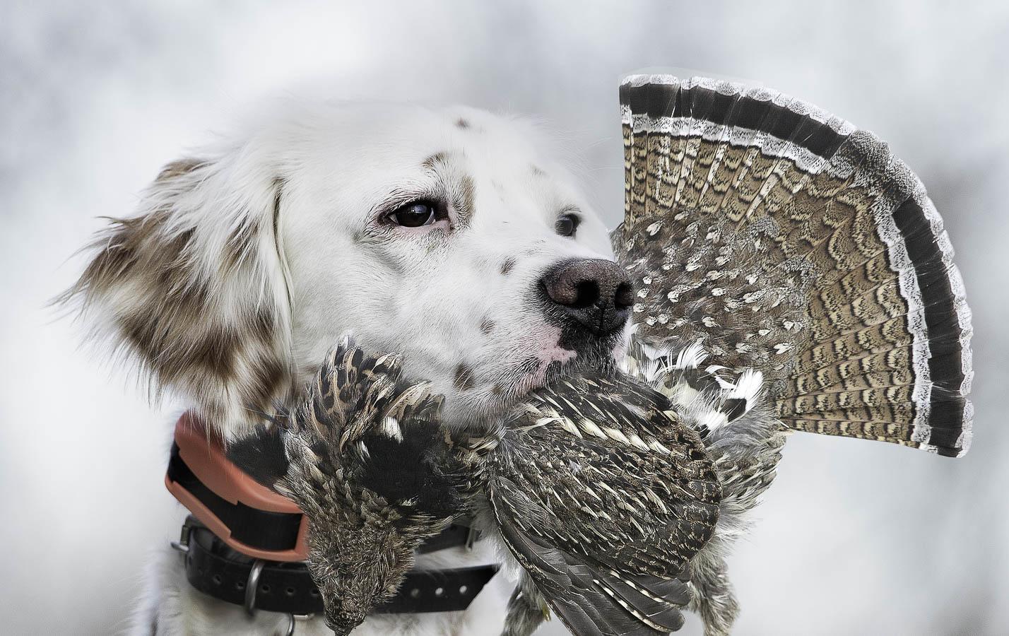 Dog wearing UplandHunter e-collar holding bird in his mouth