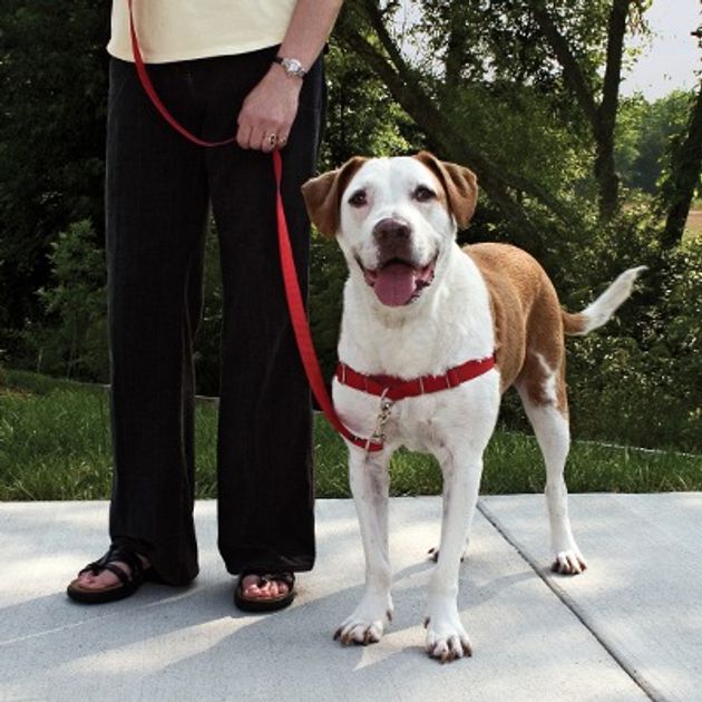 DIY Custom Dog Harness – Dont Stop Retrieving