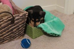Luna explores the toy box and eyes up a tennis ball!